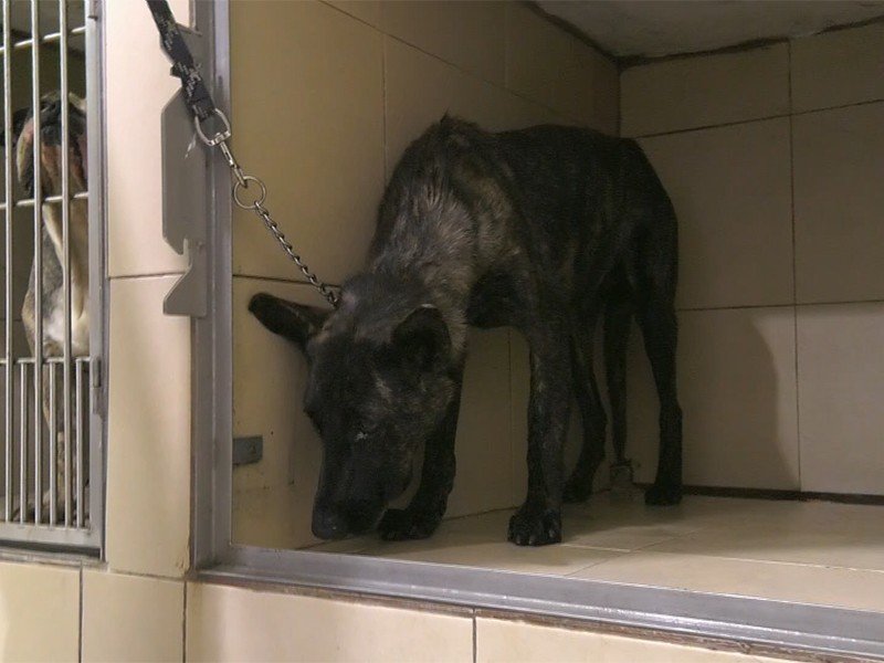 Se registra nuevo caso de tortura animal en Tonalá