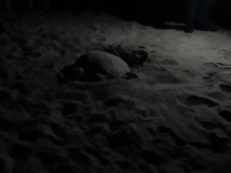 Se registran los primeros dos desoves de tortugas en Guaymas