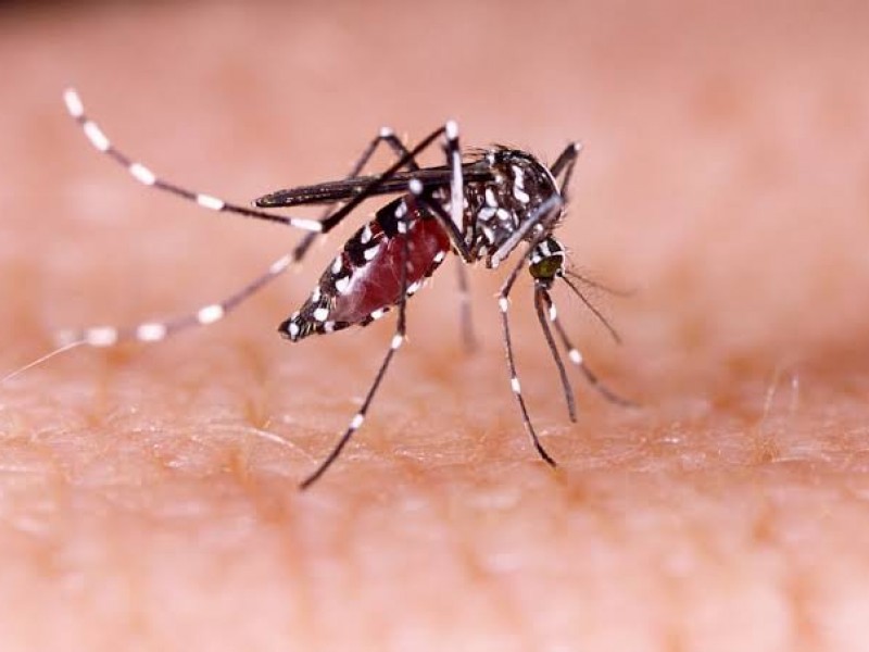 Se registran nuevos casos de dengue