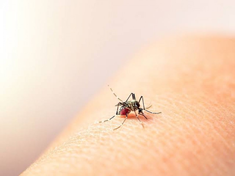 Se registraron 13 contagios de dengue en Puebla