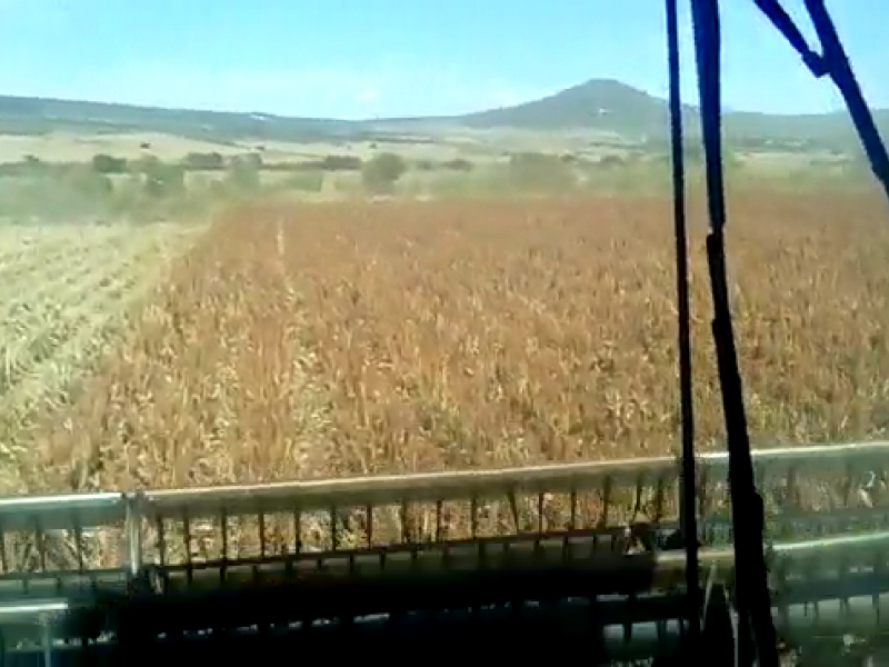 Se retrasa periodo de trilla en el campo