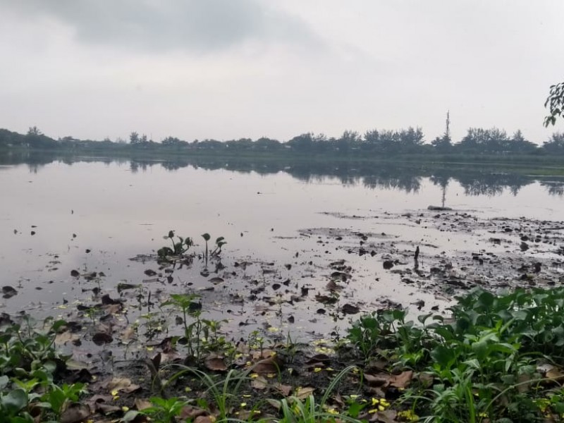 Se seca laguna lagartos por estiaje