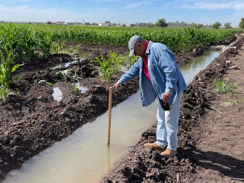 Se sembrará al 100% pero con restricciones