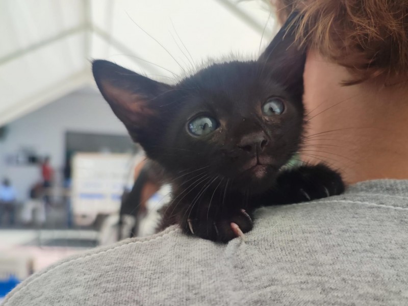 Se suspende adopción de gatos negros durante octubre
