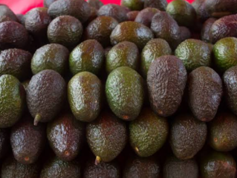 Se triplica el costo del aguacate en Puebla