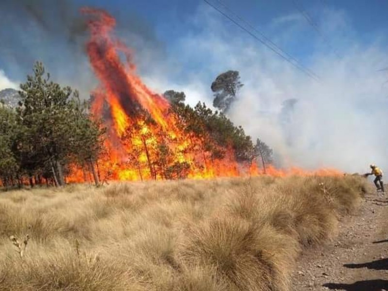 Se triplican incendios forestales en Sonora