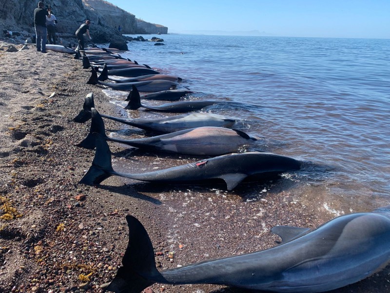 Se varan 38 delfines en playa 