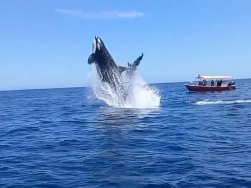 Se viraliza orca que al saltar golpea a un delfín