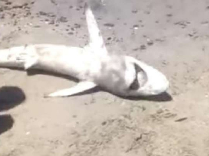 Se viraliza tiburón en playas de Miramar