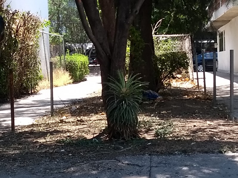 Secos los jardines por tarifas altas de Sapal