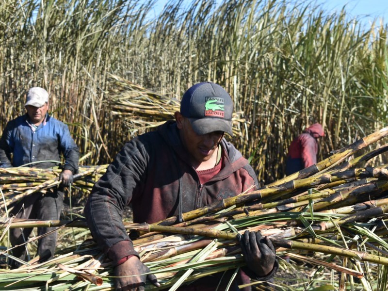 Secretaría de Agricultura fija precio para la caña de azúcar