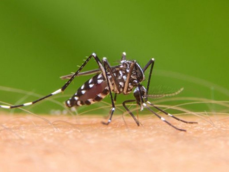 Secretaría de Salud registra 95% menos casos de dengue