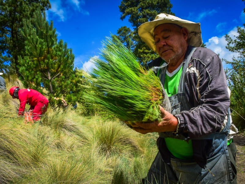 Secretaria del campo abre inscripciones para programas de Probosque