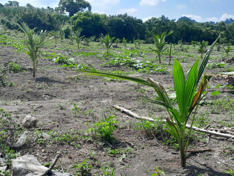 Sector agrícola apuesta a la siembra de Palma de Coco
