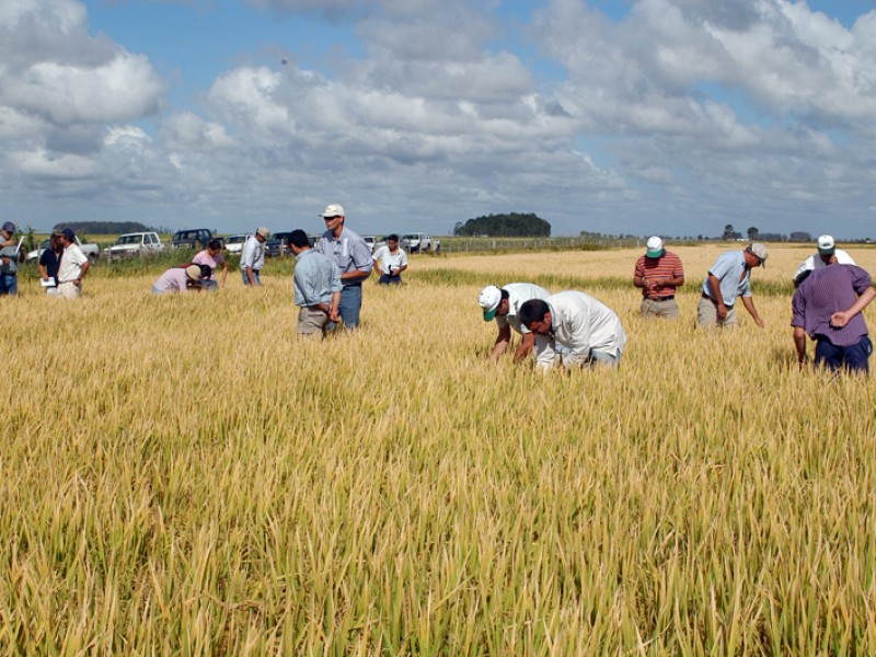 Sector agrícola en Latinoamérica puede empeorar por guerra en Ucrania