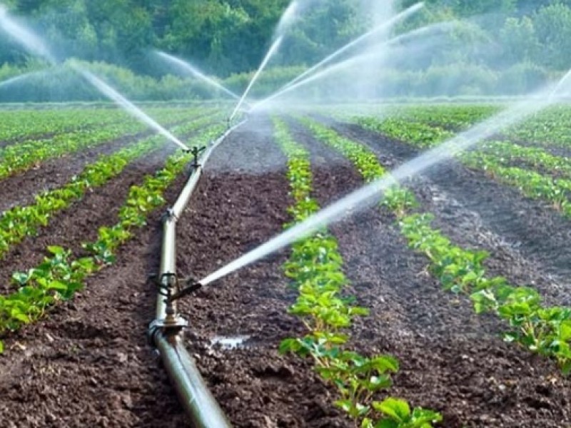 Sector agrícola mexicano usa mucha agua y desperdicia en exceso