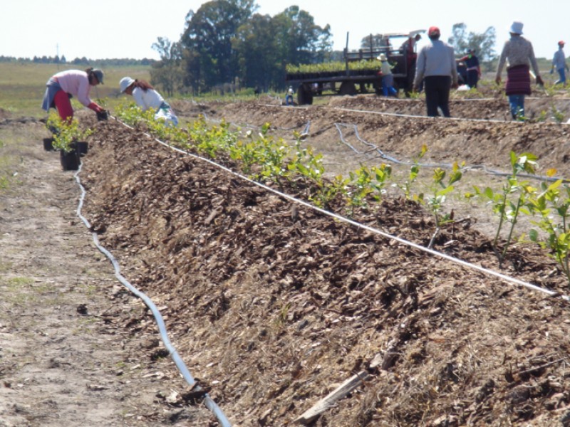 Sector agropecuario por los suelos en Chiapas