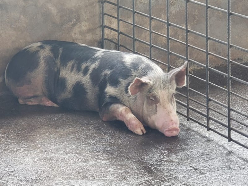 Sector porcícola prevé recuperación en demanda y precios del cerdo Sector porcícola prevé recuperación en demanda y precios del cerdo