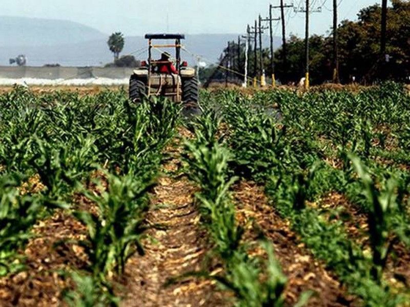 Sector primario, único sector productivo en Chiapas: INEGI