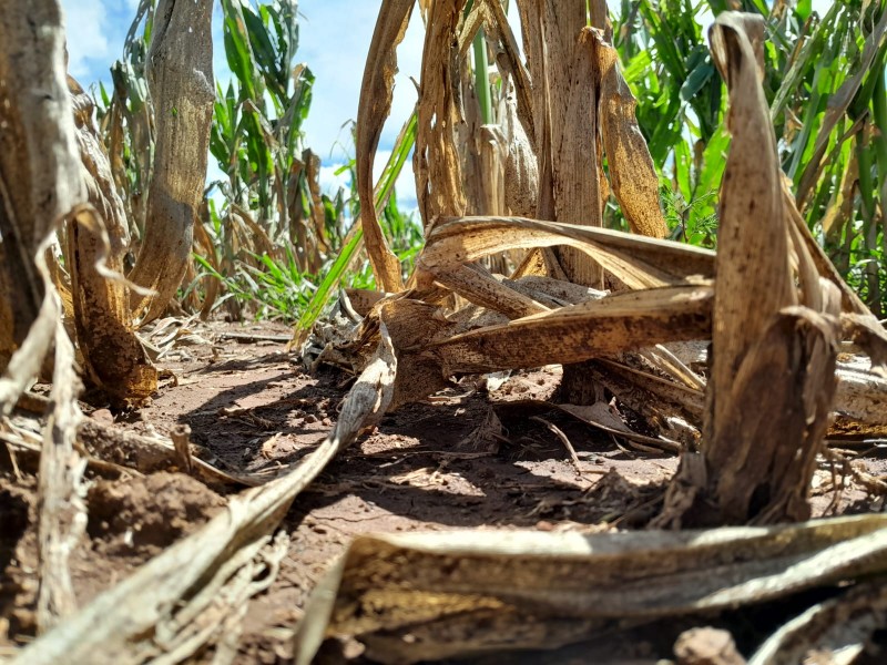 Sector productivo afectado por falta de apoyos, plagas y clima