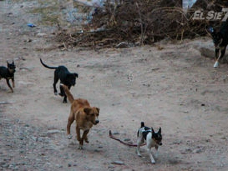 Sector restaurantero denuncia aumento de perros callejeros en el Maviri