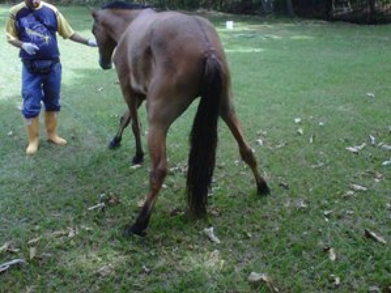 Secuelas de la encefalitis equina