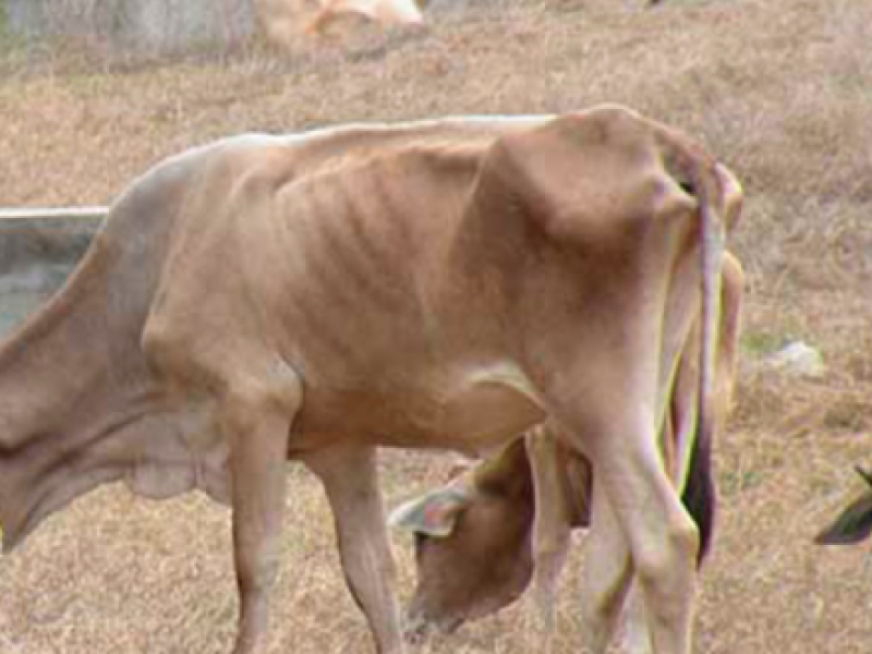 SEDARPA estima reducida mortandad de ganado por sequía