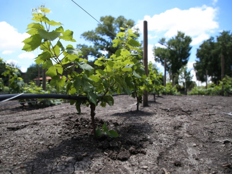 SEDEA fortalece la competitividad productiva de viñedos en el Estado