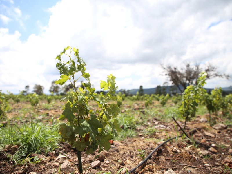 SEDEA fortalece la vitivinicultura