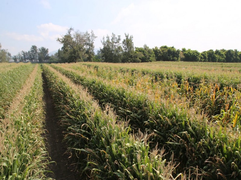 SEDEA impulsa estrategias para productores agrícolas del estado