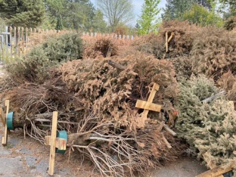 SEDEMA confirma más de 3 mil árboles de navidad reciclados