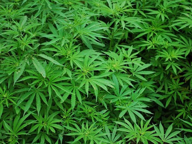 Sedena destruye 63 plantíos de marihuana