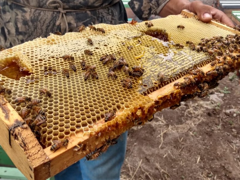 Seder advierte falta de recursos para apicultura