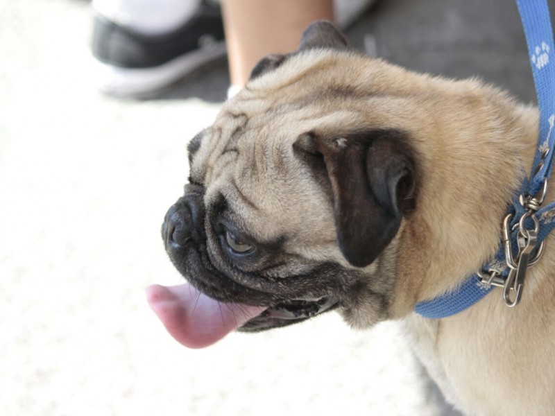 SEDESA otorga prevenciones en mascotas para el calor