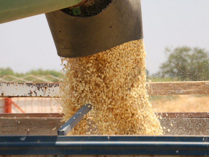 SEGALMEX aumentó el apoyo a esquema de comercialización del maíz
