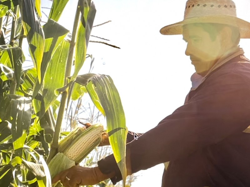 ¡SEGALMEX no paga!, confunde a productores