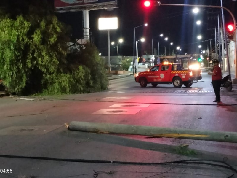 Segundo árbol caído en una semana en José Garci-Crespo