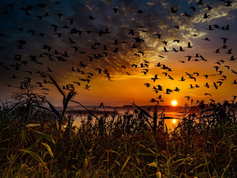 Segundo sábado de mayo, día mundial de aves migratorias