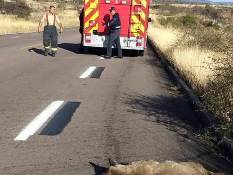 Seguridad para los animales en carretera, solicita la Organización WN