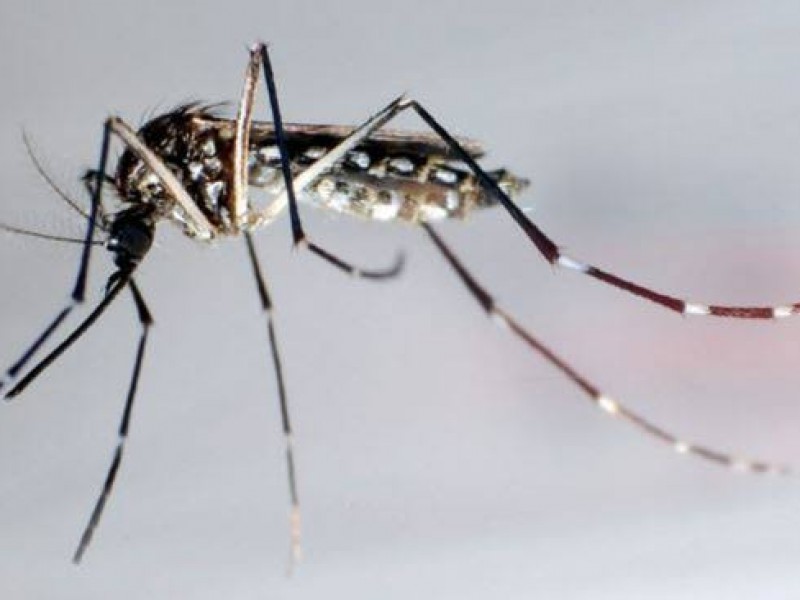 Seis casos confirmados de dengue en Zacatecas