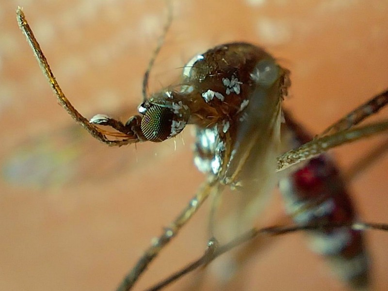 Seis nuevos contagios por dengue