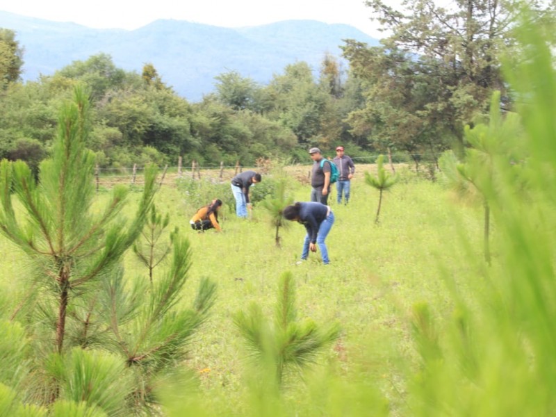 Semaccdet convoca a preservar ecosistemas boscosos