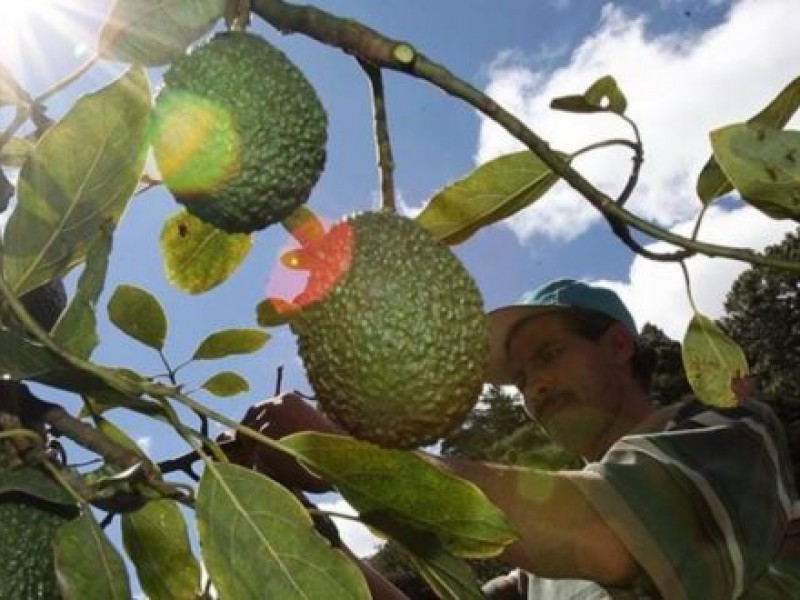 SEMADET revisará huertos de aguacate en San Gabriel