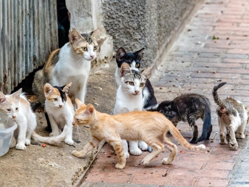 Semana de vacunación antirrábica: no dejes a tus mascotas sin protección