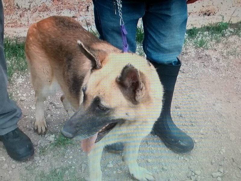 Semana Nacional de Vacacional Canina y Felina...