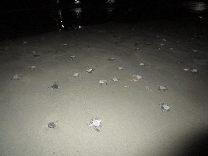 Semar libera más de 250 crías de tortugas en Zihuatanejo
