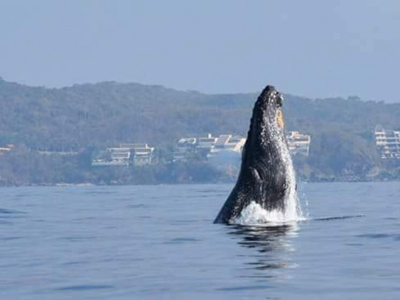 Semarnat aún no entrega banderines para avistamiento de ballenas