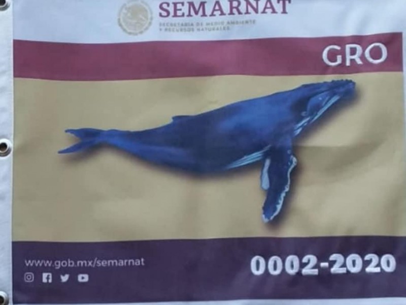 Semarnat sigue sin entregar banderines para avistamiento de ballenas