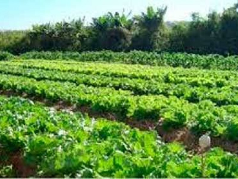 Sembradas 4400 hectáreas de hortaliza en valle