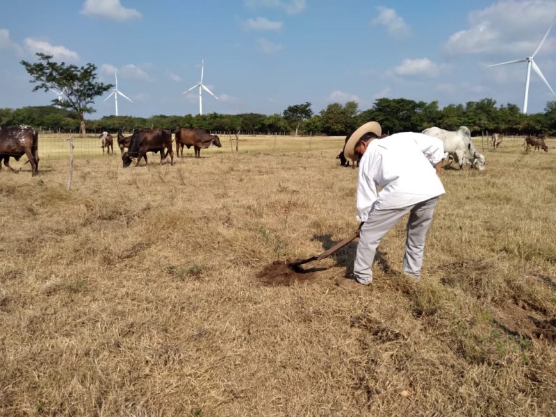 Sembrando Vida con pocos resultados en el Istmo de Tehuantepec